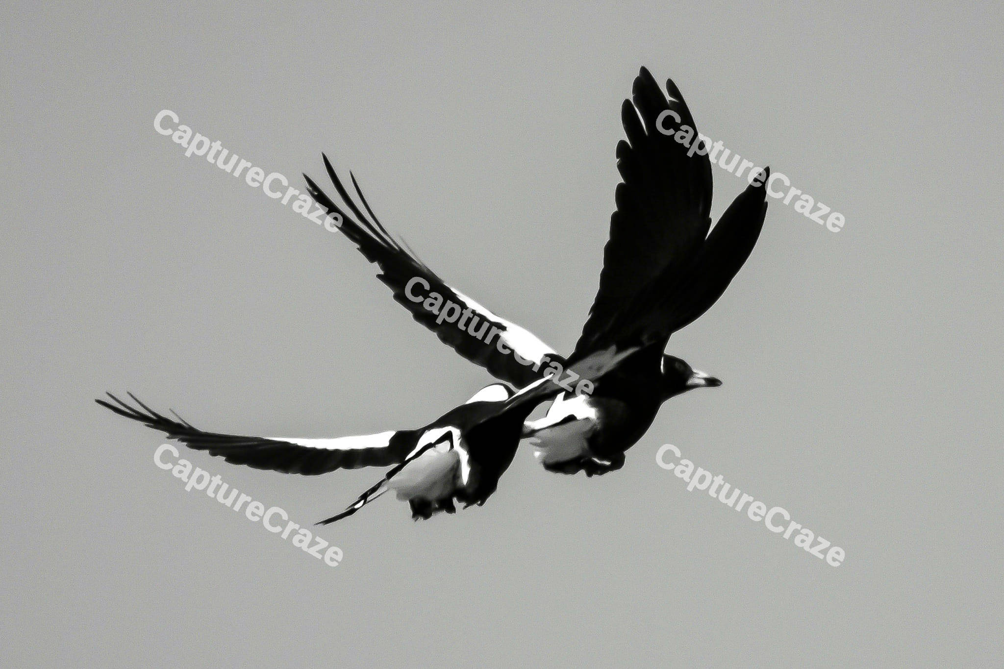 Magpies Birds